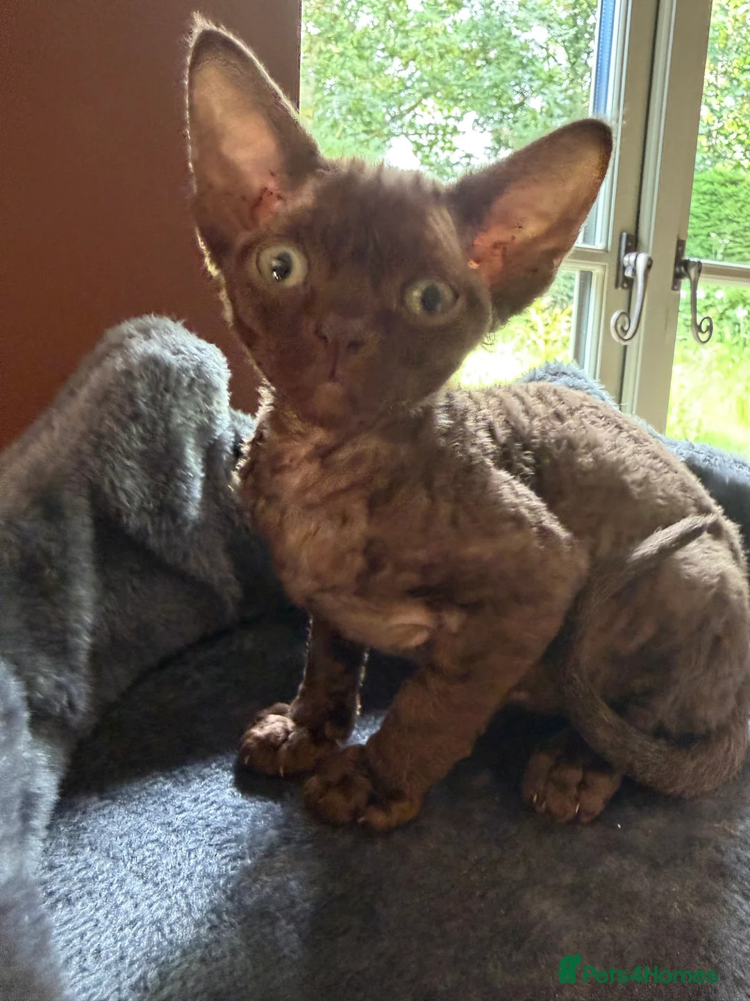 Devon Rex cats for sale:  GCCF registered  Devon Rex kittens available  in Leominster - Advert 2