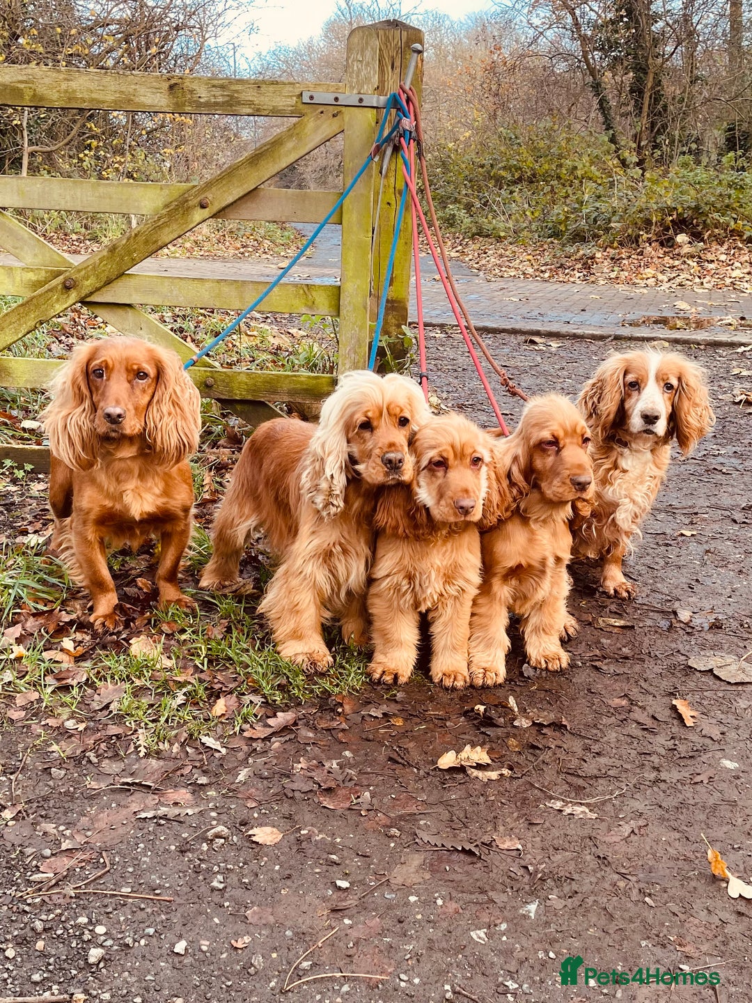 Cockapoo dogs for sale: Top quality fully health tested fox red cockapoos  - Advert 12