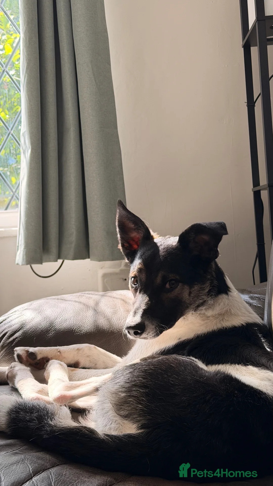 Mixed Breed dogs for sale: Border Collie Puppy - Advert 1