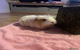 Guinea Pig rodents for sale: 2 Female Guinea Pigs and Set Up - Image 3