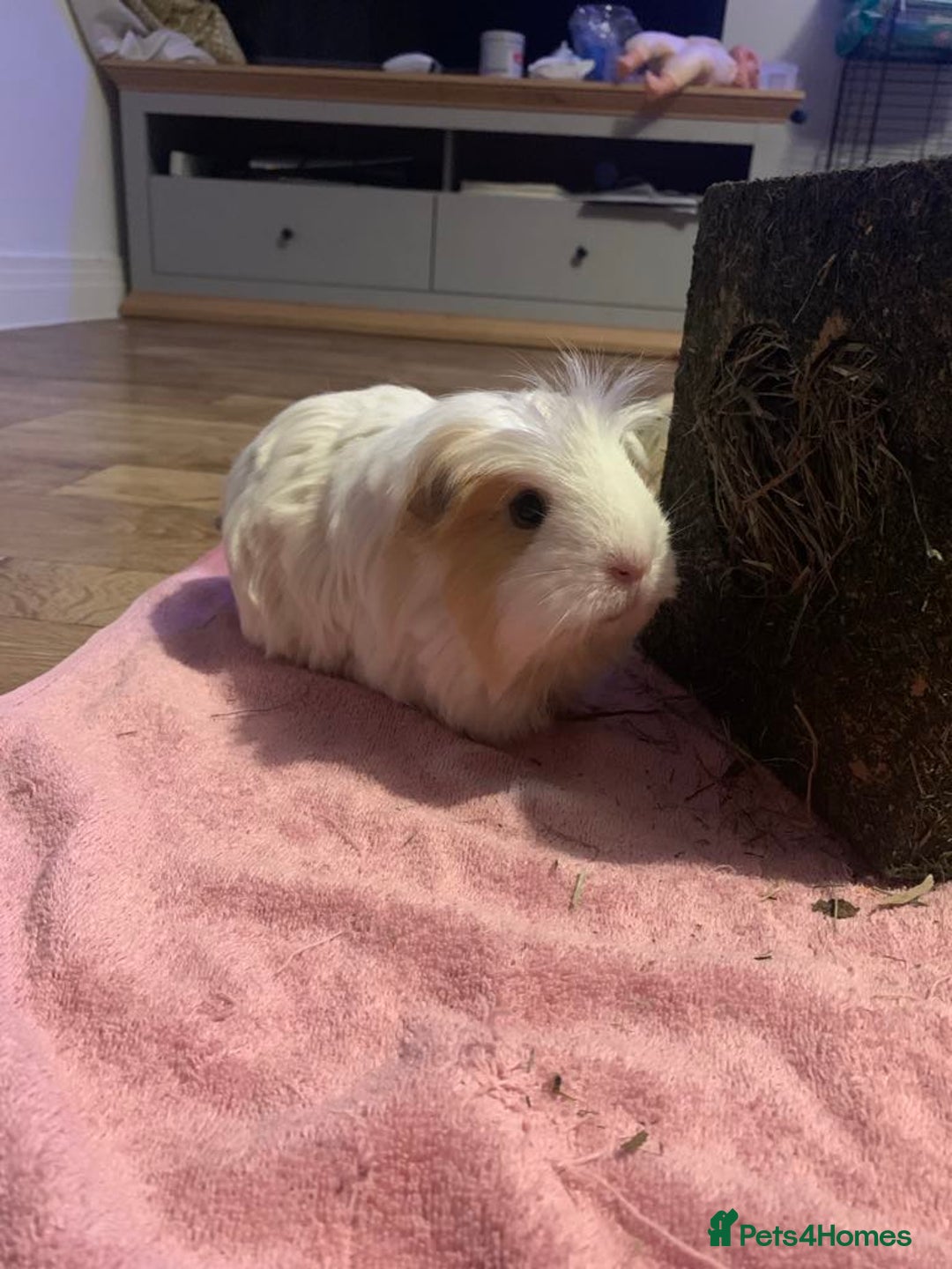 Guinea Pig rodents for sale: 2 Female Guinea Pigs and Set Up - Image 3