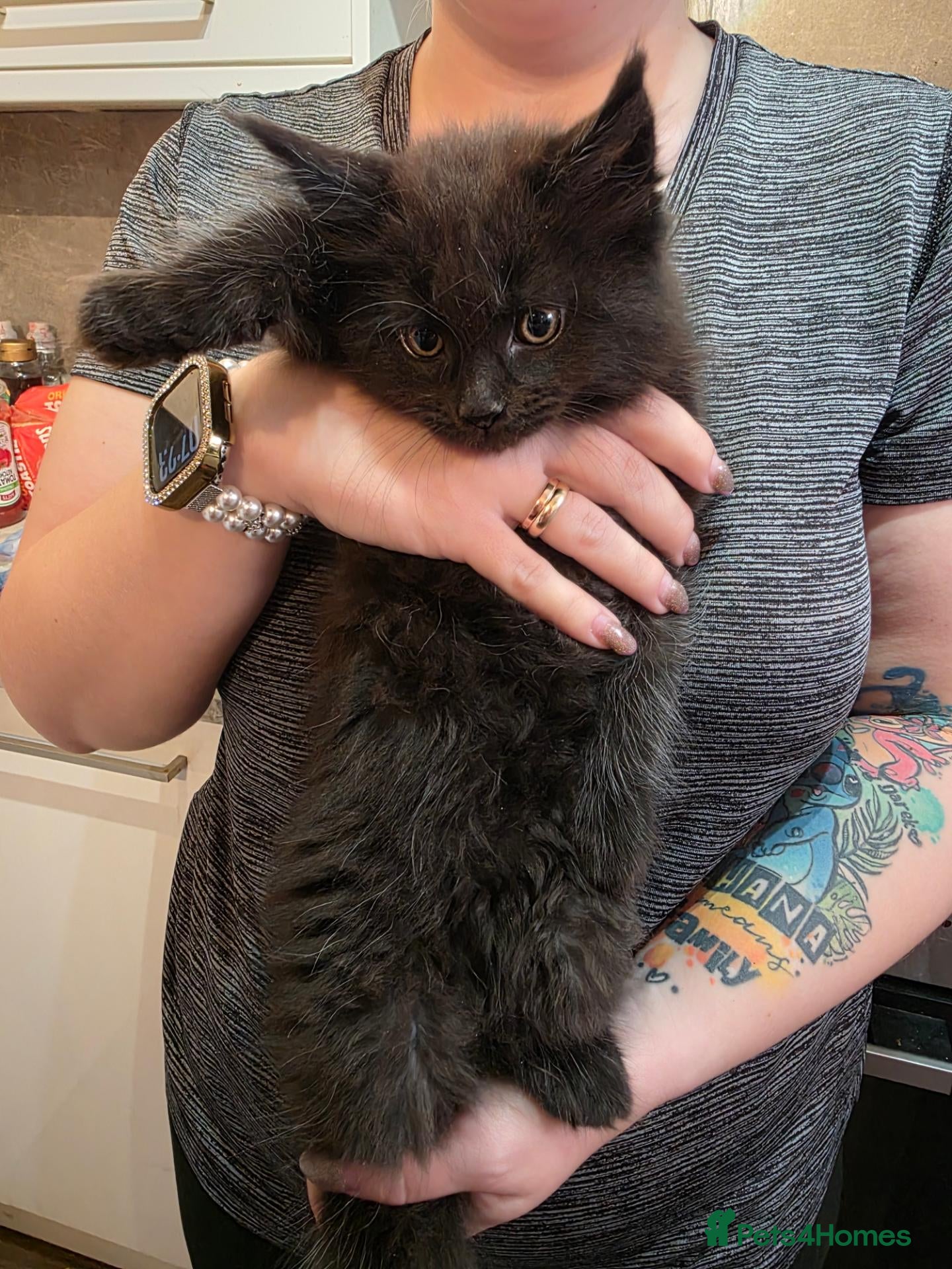 Maine Coon cats 🐾 Beautiful Maine Coon Kittens 🐾 - Advert 2