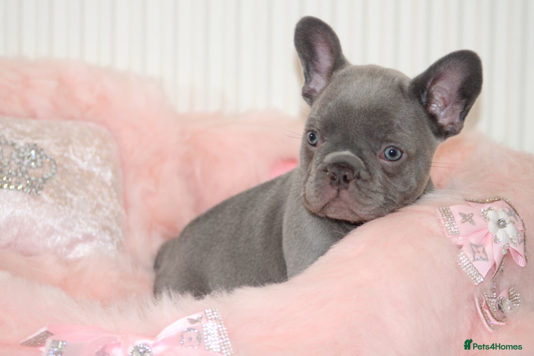 French Bulldog dogs for sale: Solid lilac French bulldog’s  - Advert 19