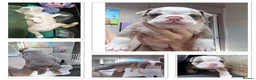 Olde English Bulldogge dogs for sale: 8 beautiful and chunky puppies amazing colours 🤩 in Coventry - Advert 22