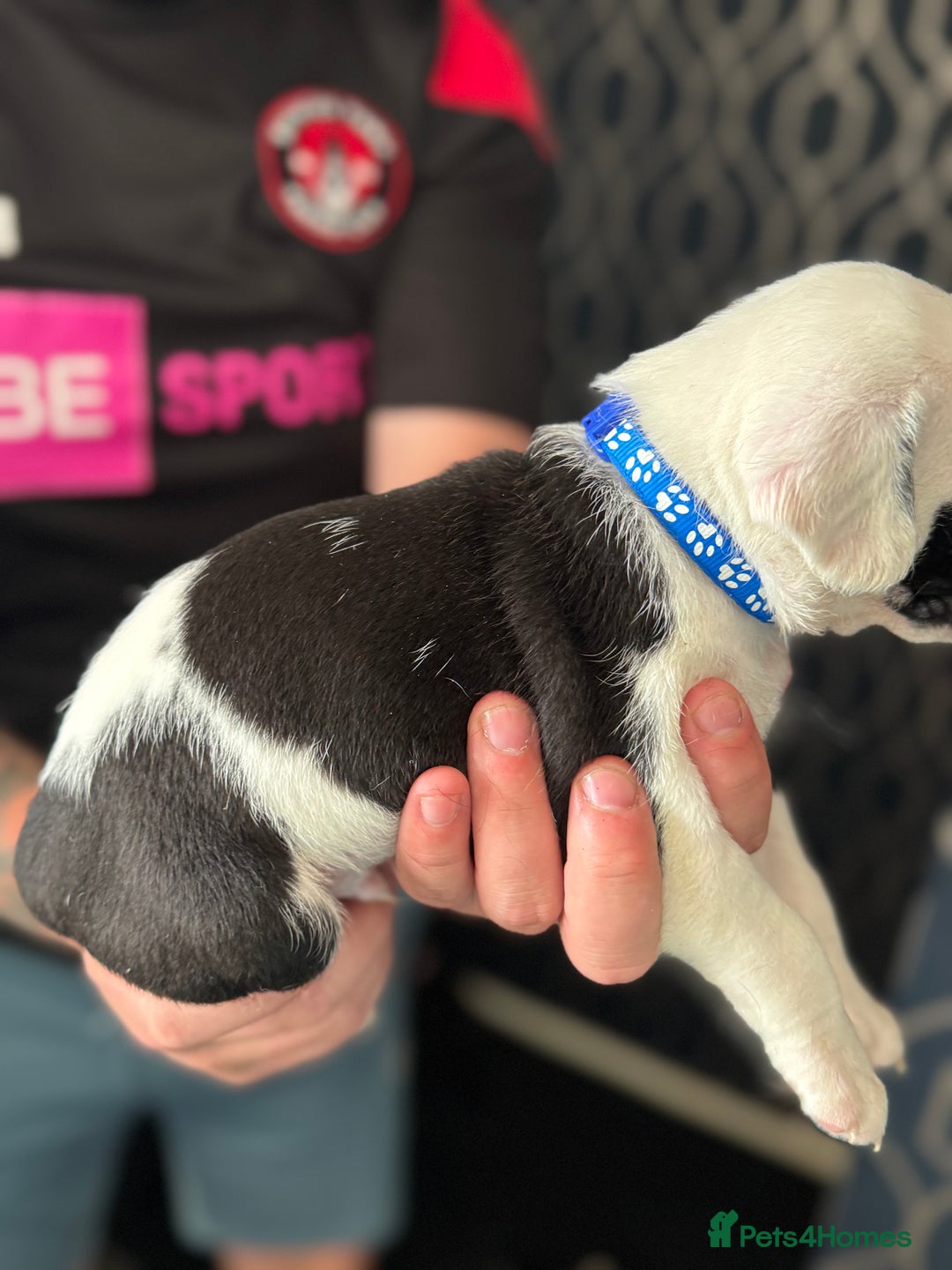 Mixed Breed dogs for sale: American bulldog (not bully) x cocker spaniel  - Image 18