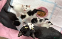 British Shorthair cats for sale: British Shorthair Kittens!  - Image 22