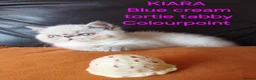 Persian cats for sale: STUNNING GCCF PERSIAN EXOTIC BABIES - Advert 12