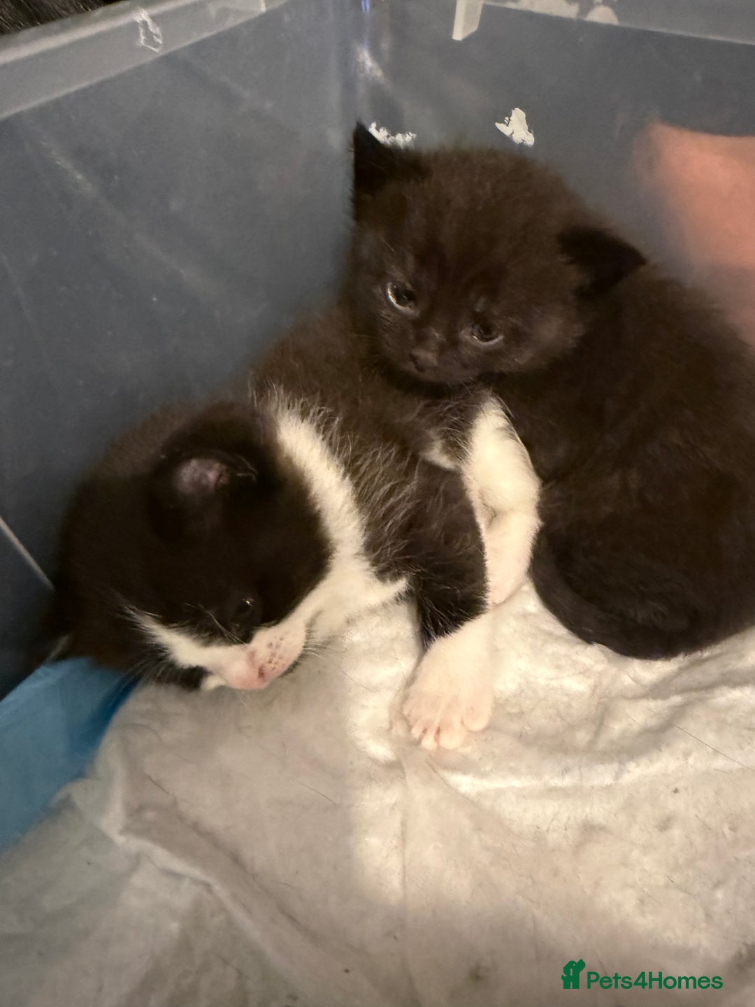 British Shorthair cats for sale: Stunning British Shorthair X Kittens  - Image 7