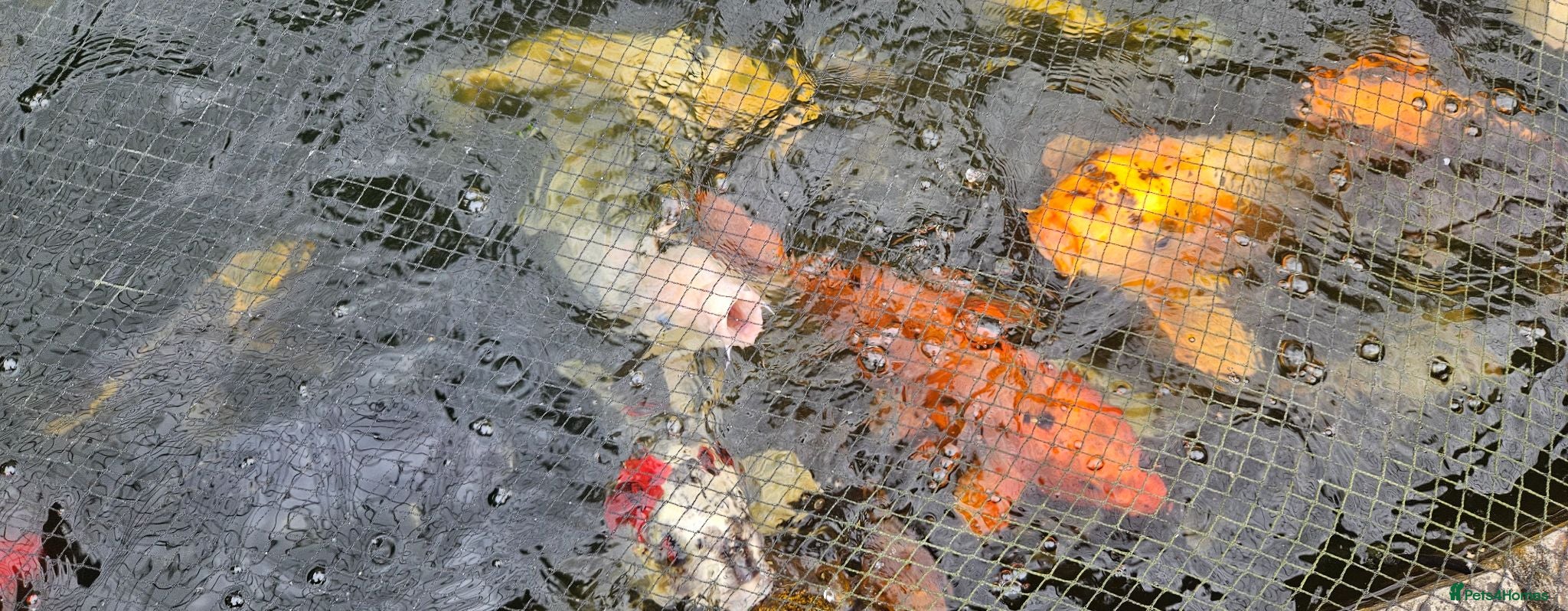 Koi Carp fish Koi fish for sale due to moving house - Advert 1