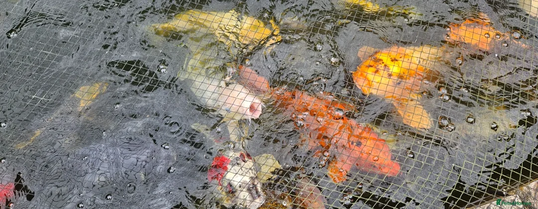 Koi Carp fish for sale: Koi fish for sale due to moving house - Advert 1