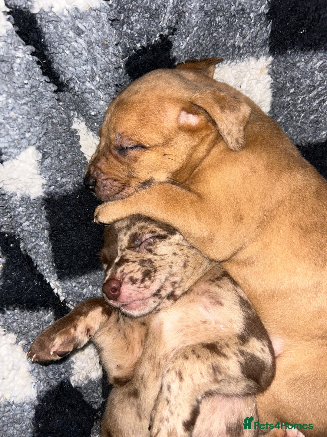 Mixed Breed dogs for sale: Mix breed Staff  - Advert 5