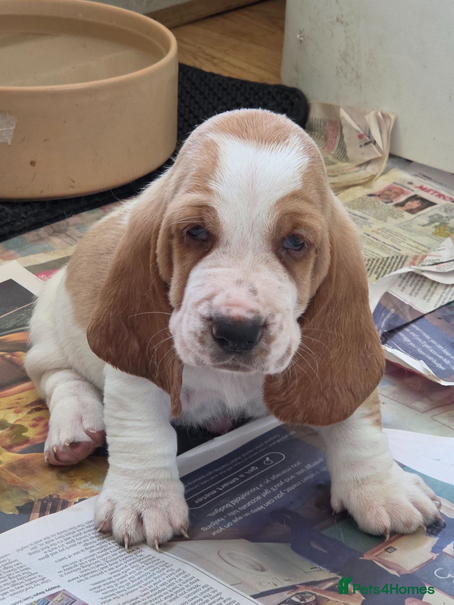 Basset Hound dogs Basset hound pups kc reg.European lines - Advert 3