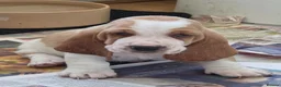Basset Hound dogs for sale: Basset hound pups kc reg.European lines - Advert 1