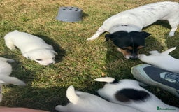 Jack Russell dogs for sale: Pedigree Jack Russell Puppies  - Image 20