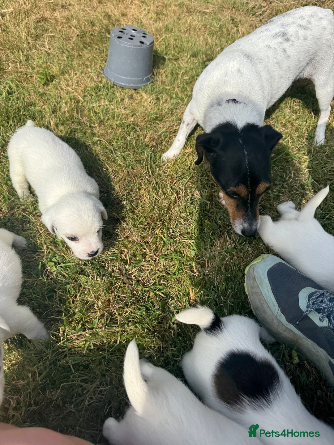Jack Russell dogs for sale: Pedigree Jack Russell Puppies  - Image 20