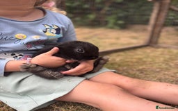 Mini Lop rabbits for sale: Mini Lop x Netherland babies Rabbits – Ready Now! - Image 4