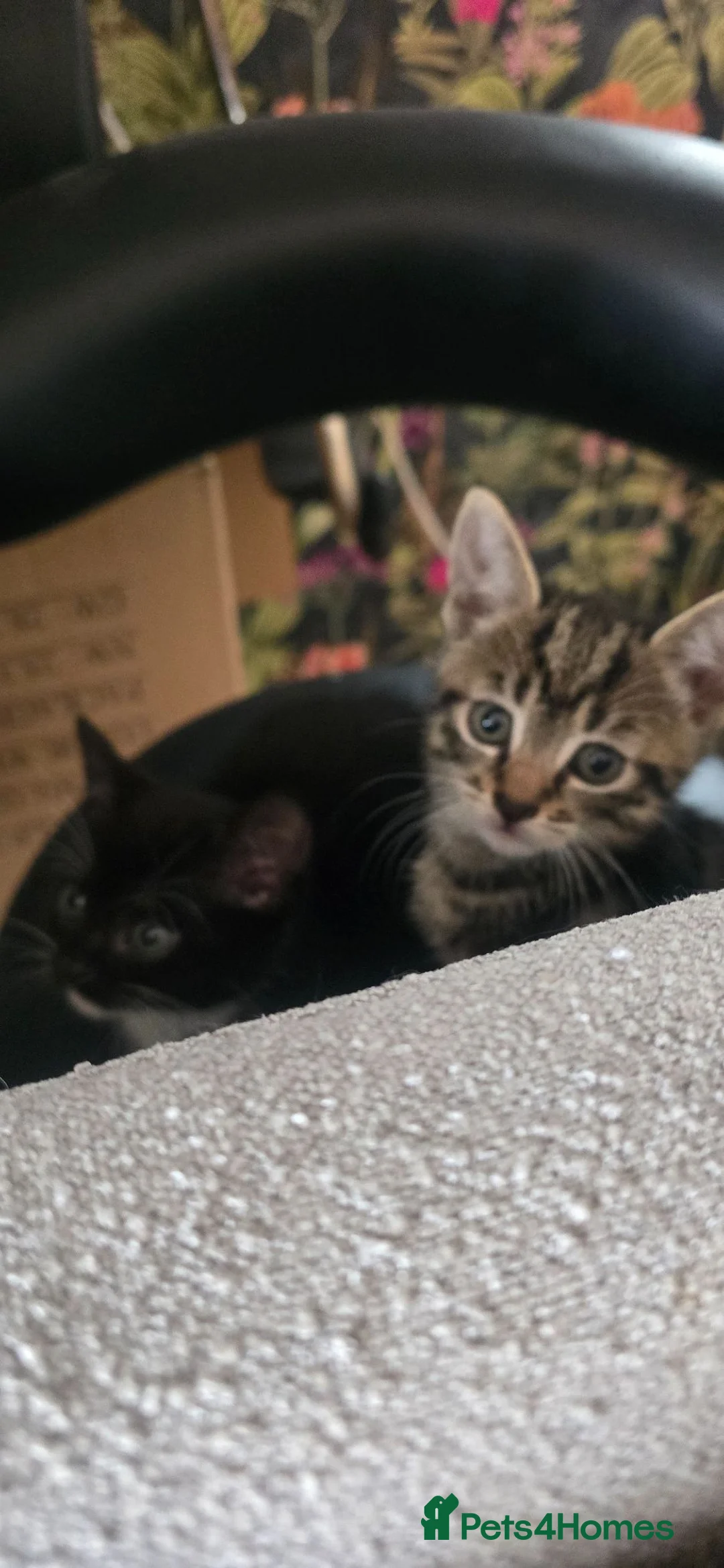 Mixed Breed cats for sale: Kittens for sale ready now  in Newcastle upon Tyne - Advert 14
