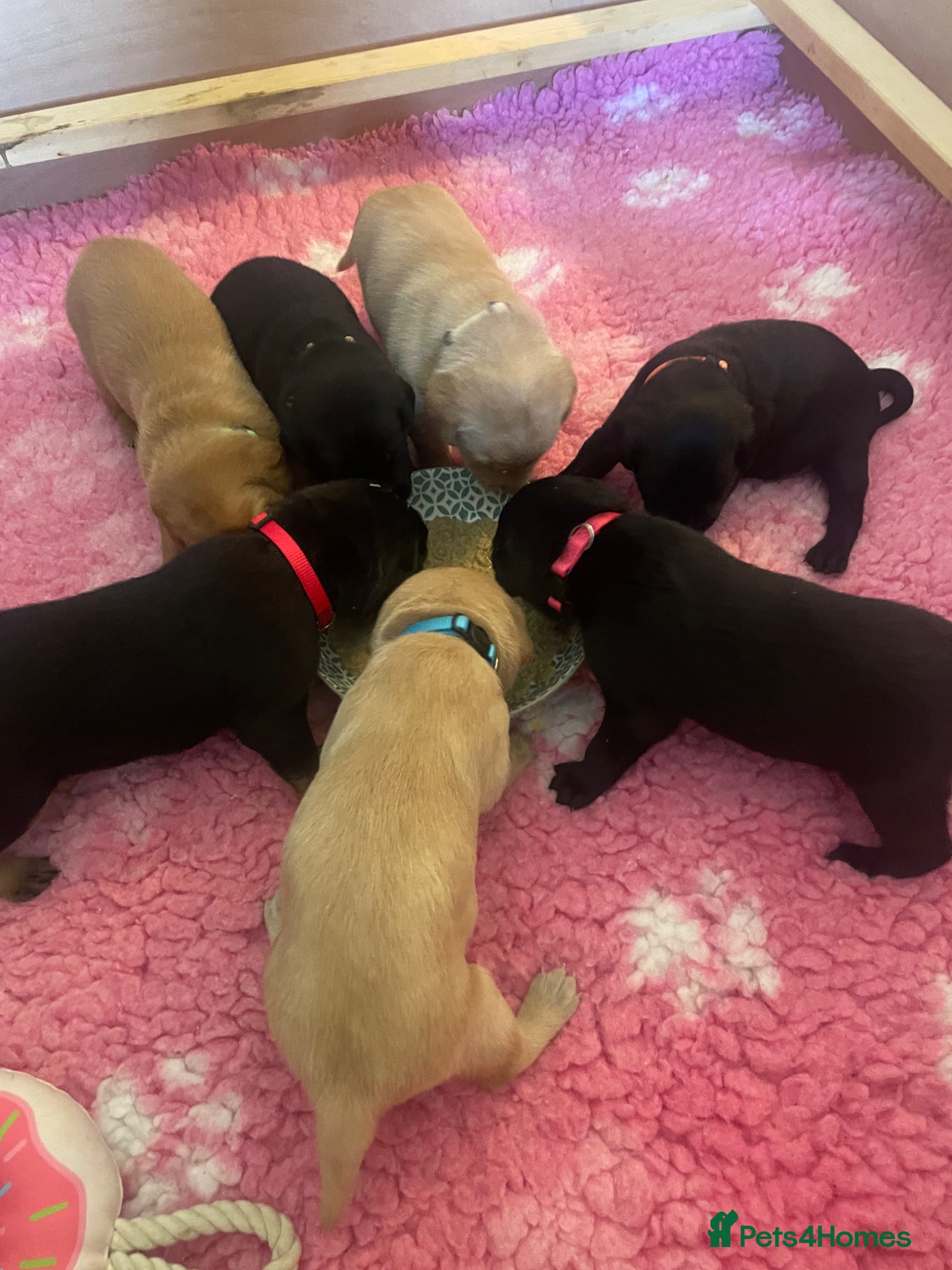 Labrador Retriever dogs KC Registered Health Tested Labrador Puppies - Advert 1