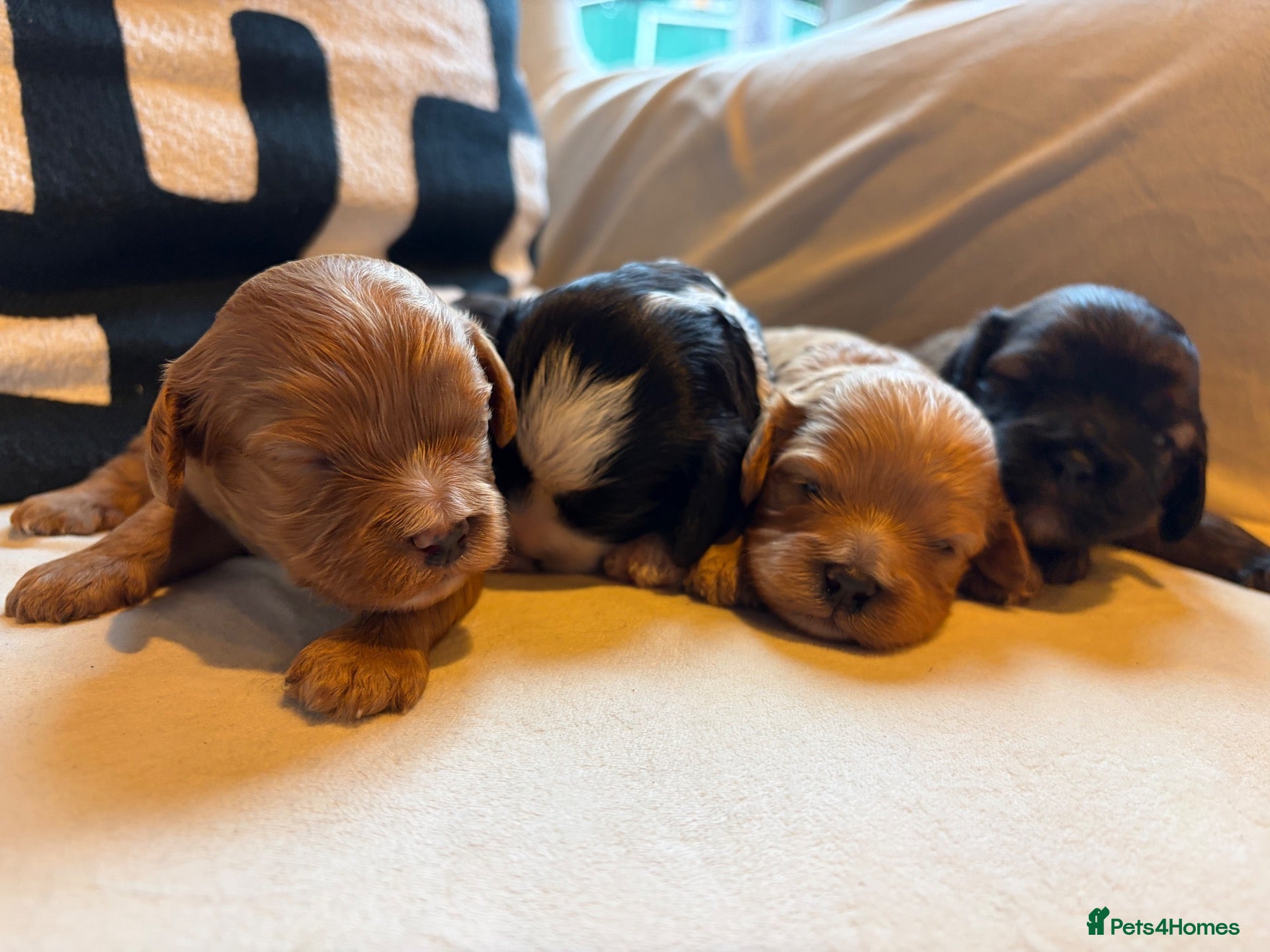 Cavapoo dogs Beautiful Cavalier Back-cross Cavapoo Puppies - Advert 8