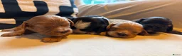 Cavapoo dogs for sale: Only One Female Cavapoo Puppy Left – Apricot Girl - Advert 2