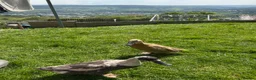 Ducks poultry for sale: Indian runner and khaki camble mixed  - Advert 6
