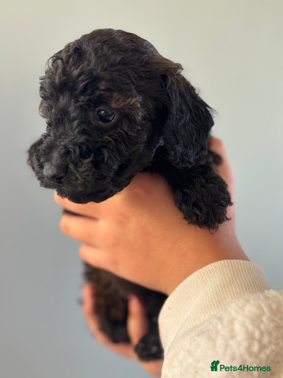 Miniature Poodle dogs for sale: Beautiful health tested miniature poodles  - Advert 26