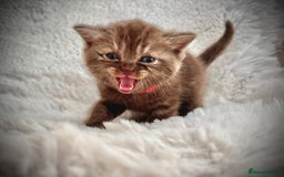 British Shorthair cats for sale: BSH x BLH Fold stunning kittens rainbow Litter - Image 5