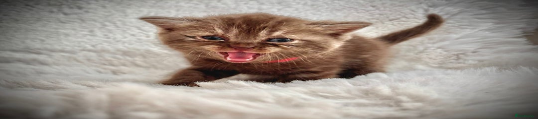 Cinnamon Kitten 3