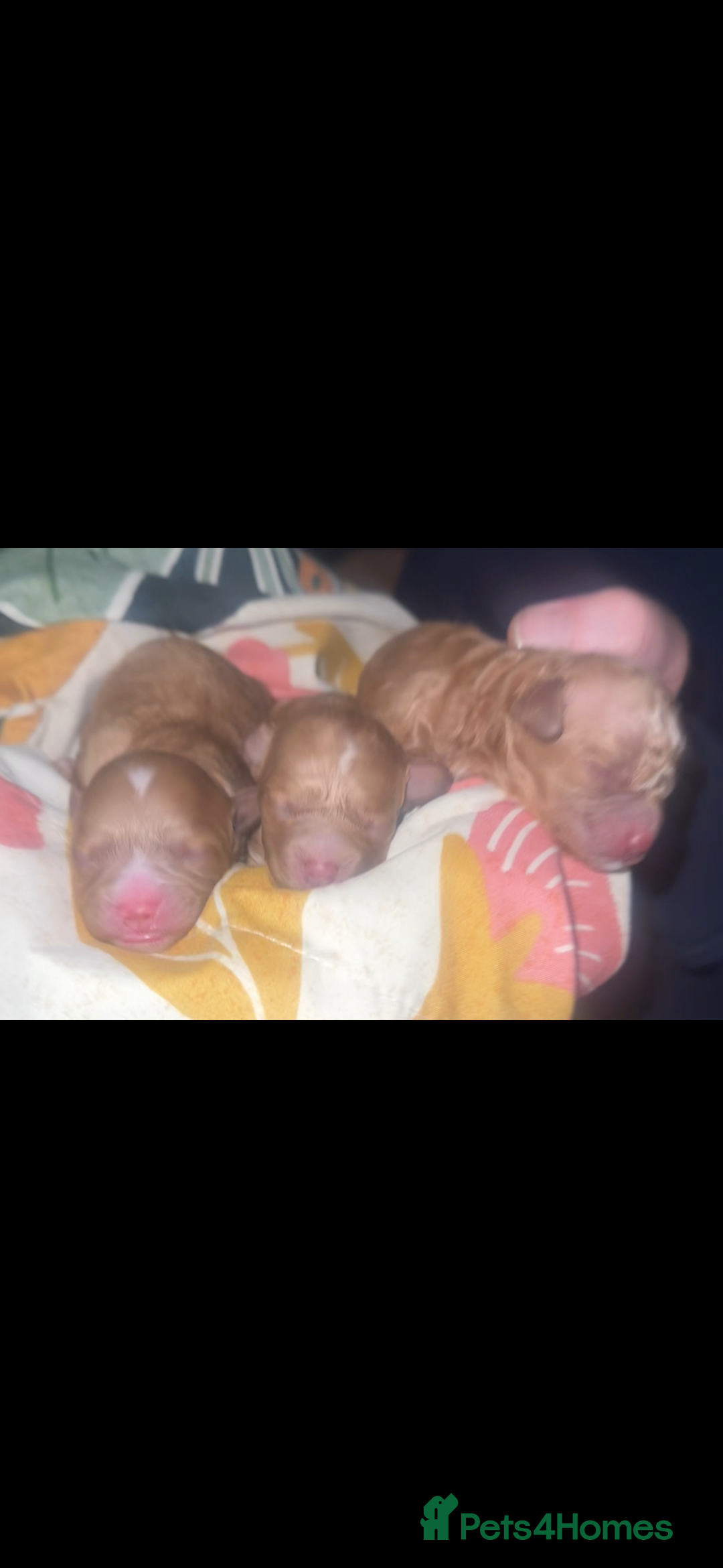 Cavapoochon dogs for sale: Cavapoochons for sale   - Advert 6