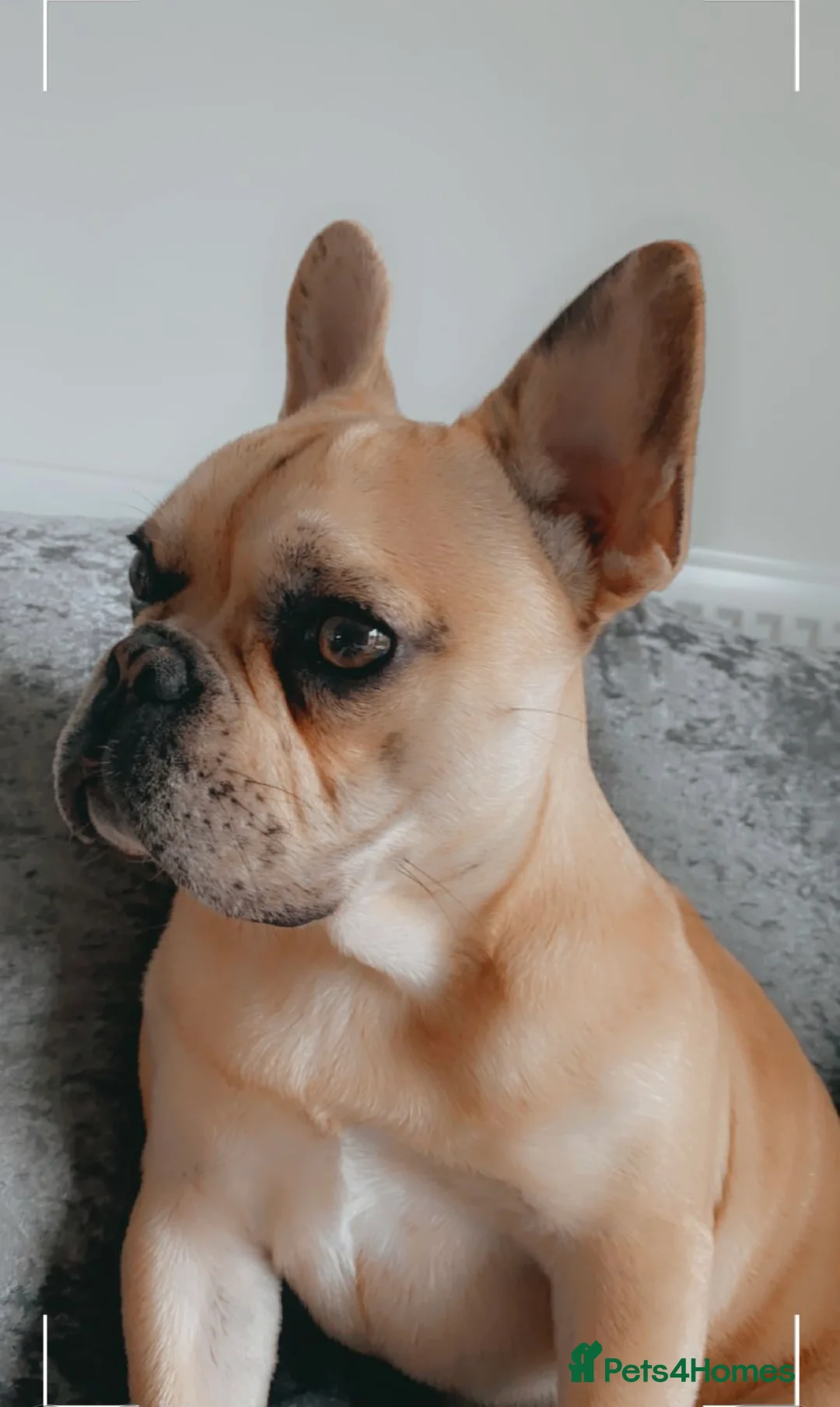 French Bulldog dogs for sale: Oscar  in Tadcaster - Advert 4