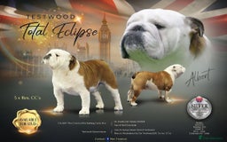 English Bulldog dogs for sale: English bulldog pups  - Image 6