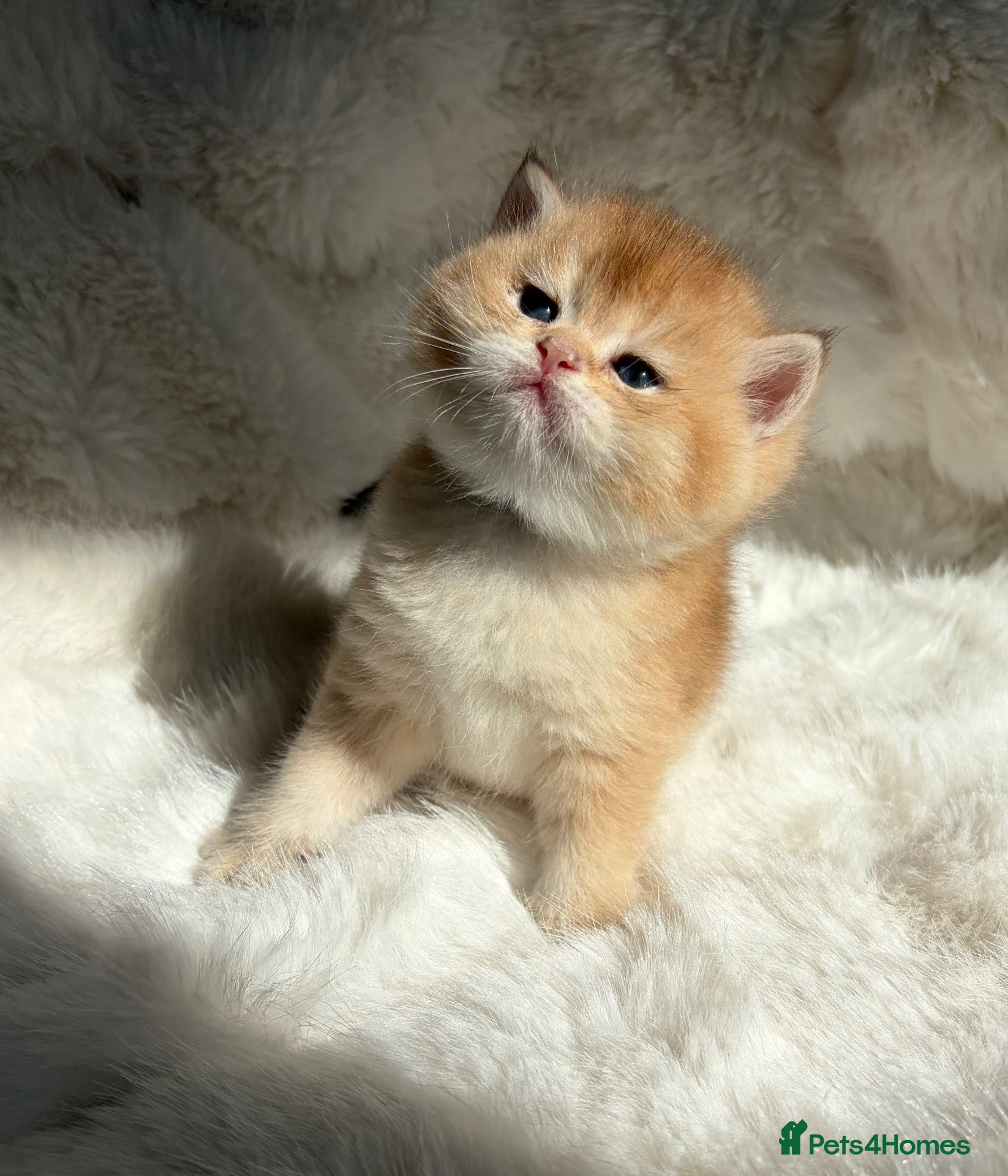 British Shorthair cats Exquisite Show quality, Golden BSH Babies  - Advert 10