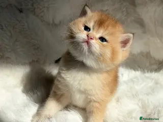 British Shorthair cats Exquisite Show quality, Golden BSH Babies - Advert 1