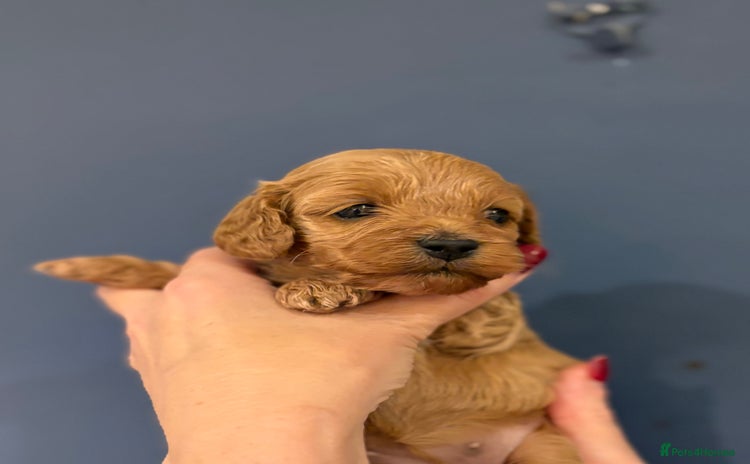 Cockapoo dogs - Advert 6
