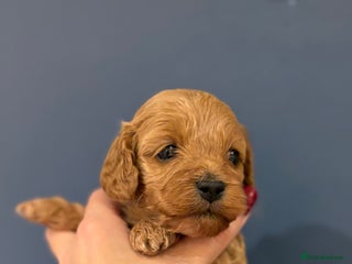 Cockapoo dogs - Advert 2