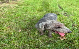 Bedlington Terrier dogs for stud: Bedlington terrier for stud in Barnsley - Image 11