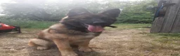 German Shepherd dogs for sale: Tye German shepherd  - Advert 5