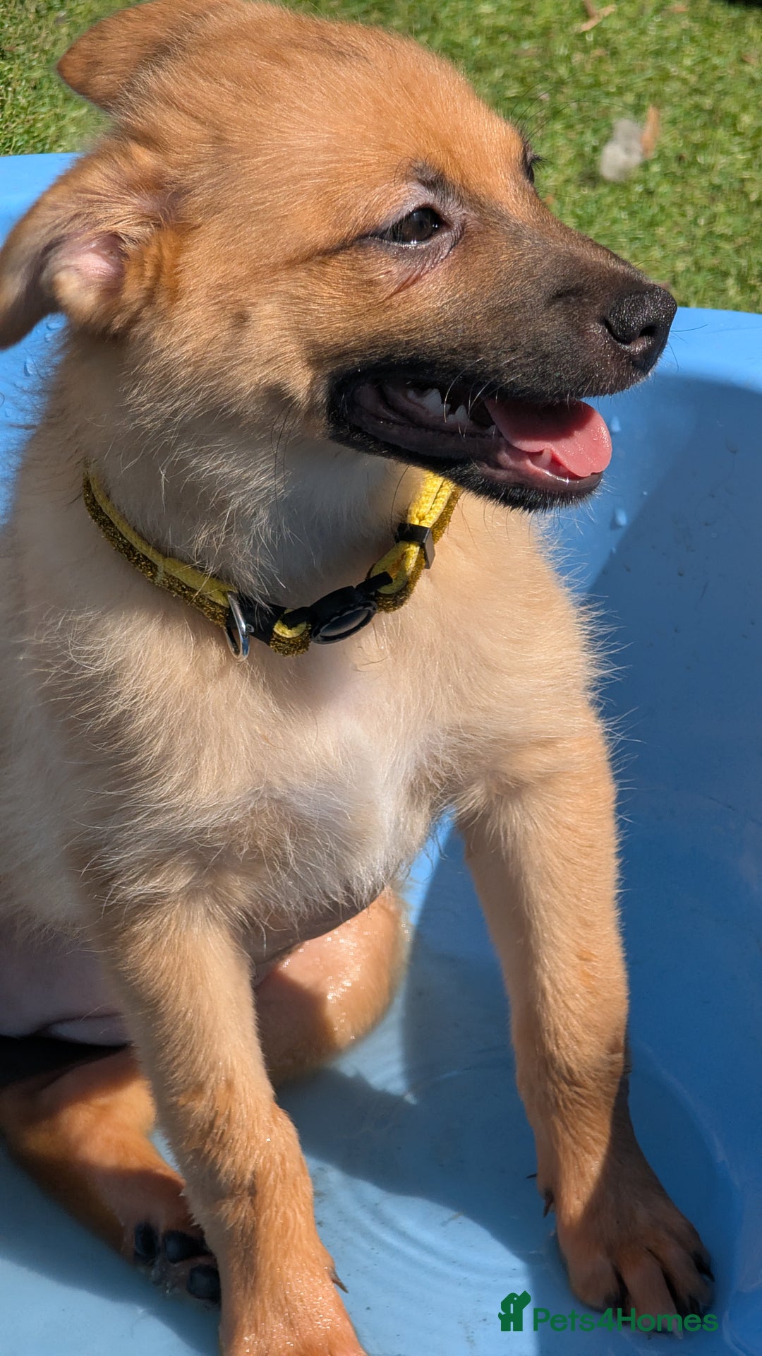 Mixed Breed dogs for sale: 1 girl and 1 boy available now  in London - Image 1