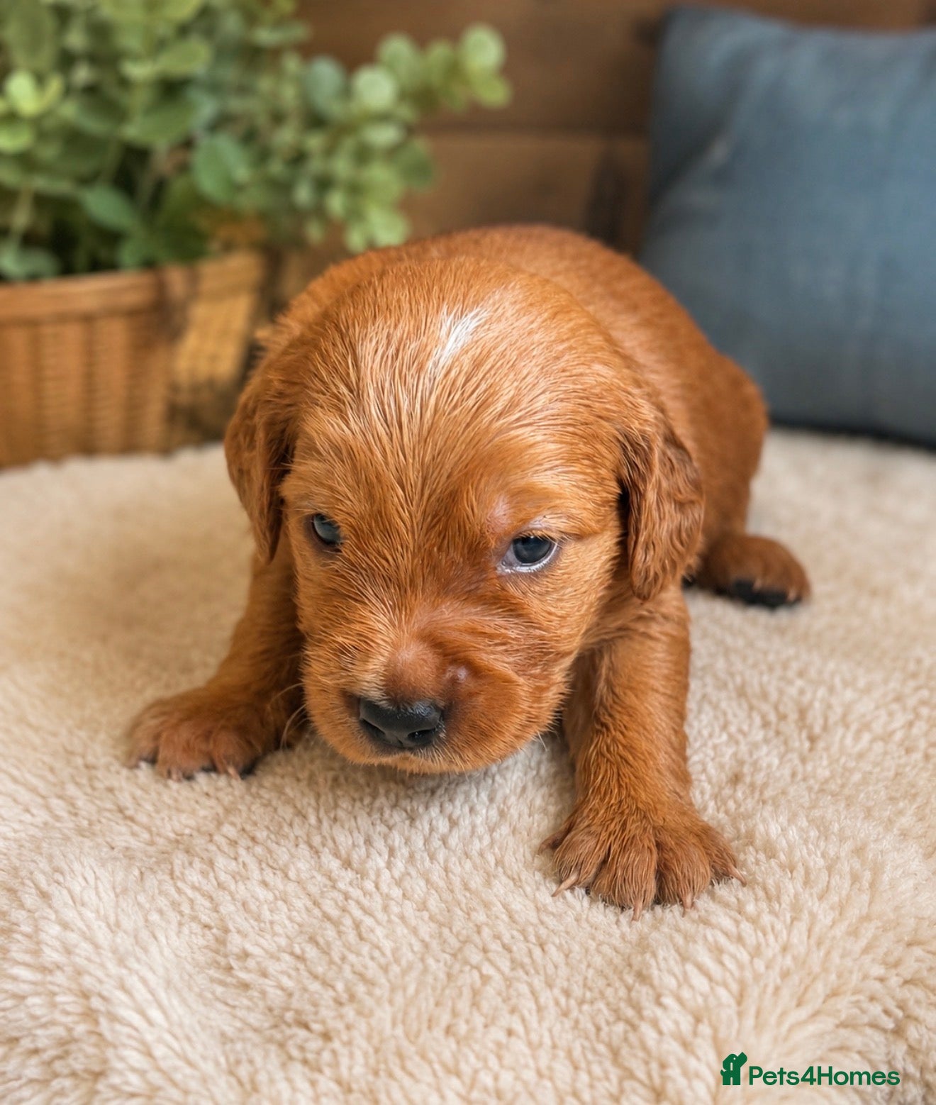 Golden Retriever dogs KC Dark Golden Retrievers 🧬 Health Tested Parents - Advert 2