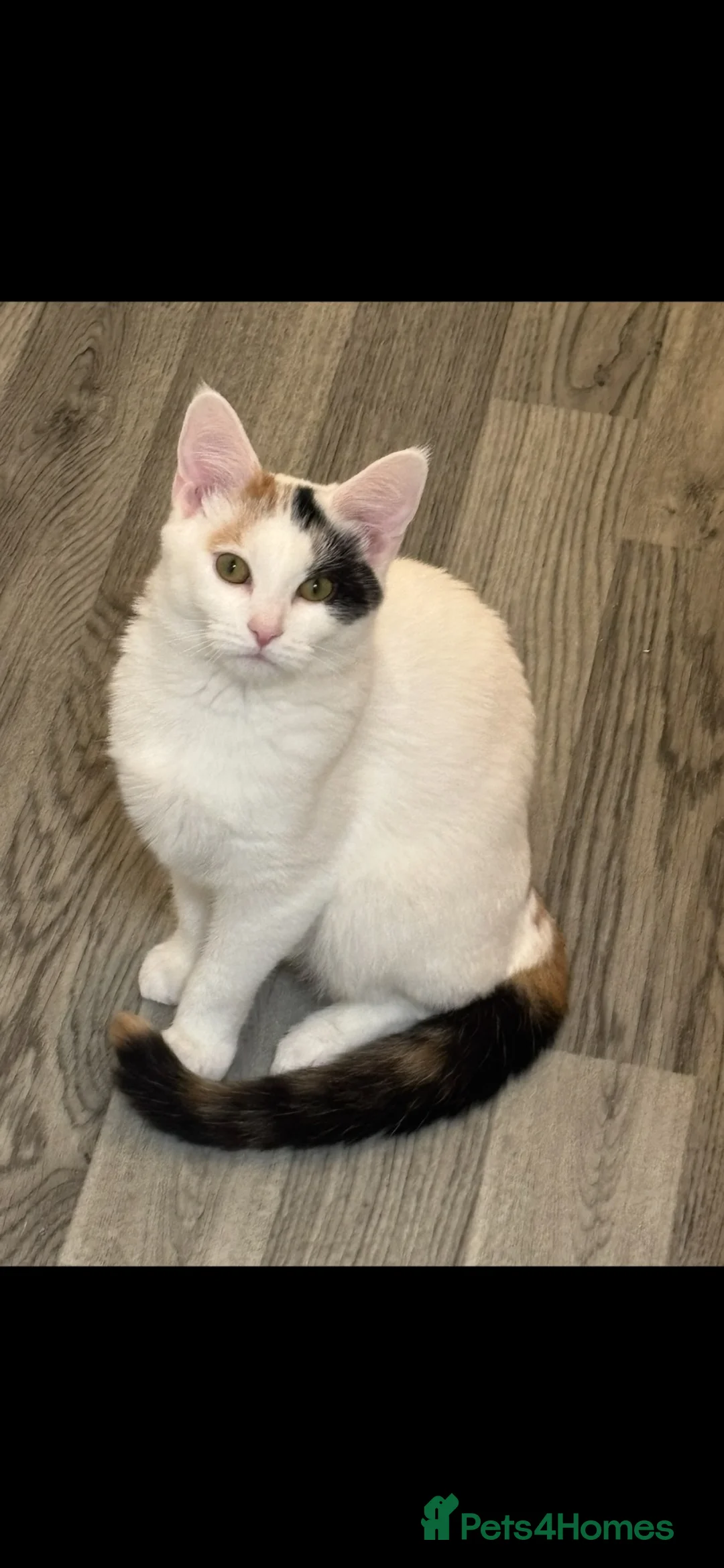 British Shorthair cats for sale: Loving Home Wanted for Ivy in Enfield - Advert 2