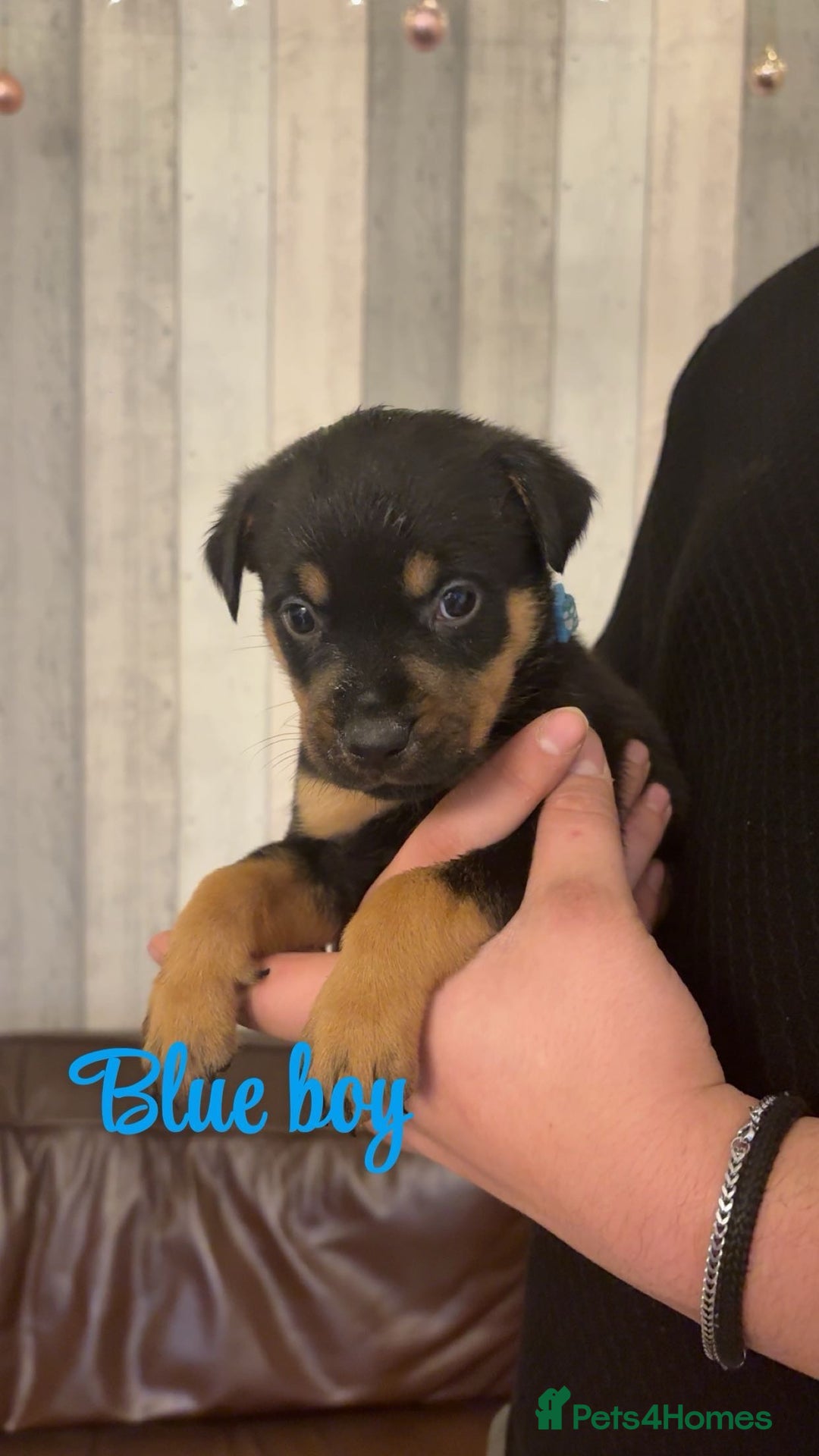 Mixed Breed dogs for sale: Gorgeous bullmastiff x Rottweiler puppies - Advert 11