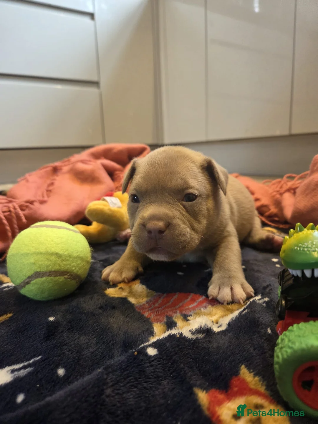 American Bully dogs for sale: 💎Elite Lilac Tri Pocket Bullies AKBC registered💎 in Leeds - Advert 2