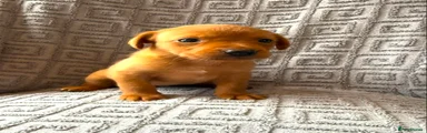 Labrador Retriever 6