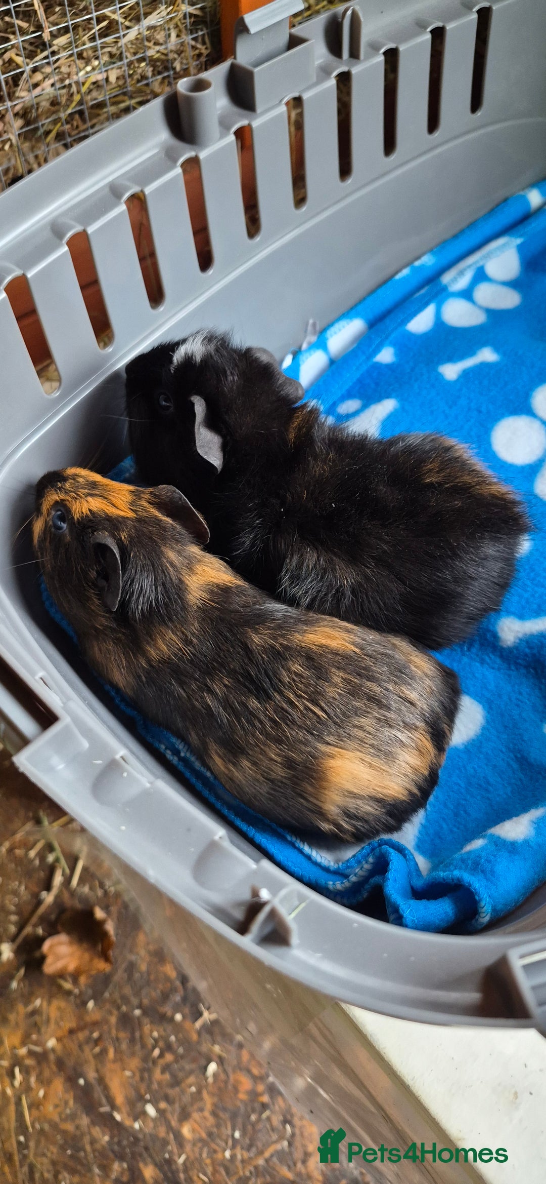 Guinea Pig rodents for sale: 2x Male guinea pigs - Advert 2