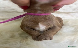 Cavapoo dogs for sale: Top Class Extensively tested F1b Toy Cavapoo pups - Image 10
