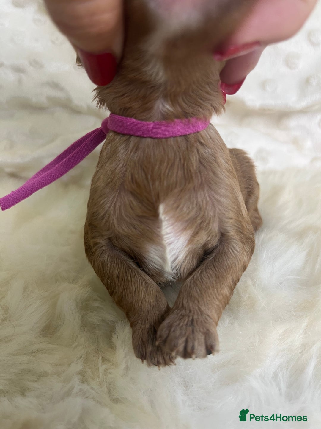 Cavapoo dogs for sale: Top Class Extensively tested F1b Toy Cavapoo pups - Image 10