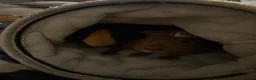 Guinea Pig rodents for sale: 2 male american guinea pigs in Wallington - Advert 3
