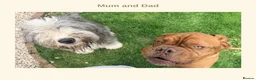 Mixed Breed dogs for sale: EXCLUSIVE LITTER: F1 Old English Bordeaux Puppies! - Advert 2