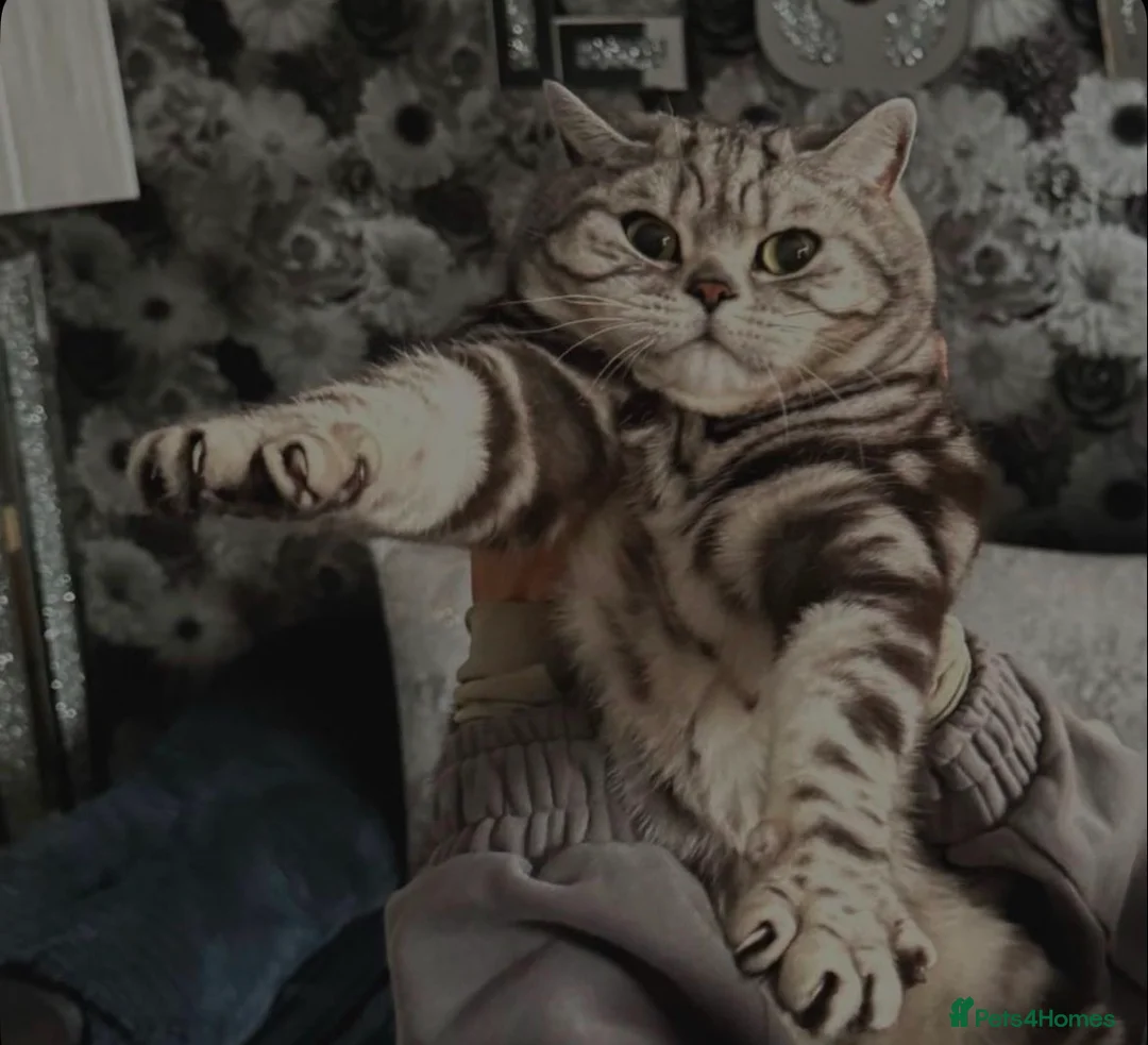 British Shorthair cats for sale: 5 year old British shorthair - Beau  in Solihull - Advert 2
