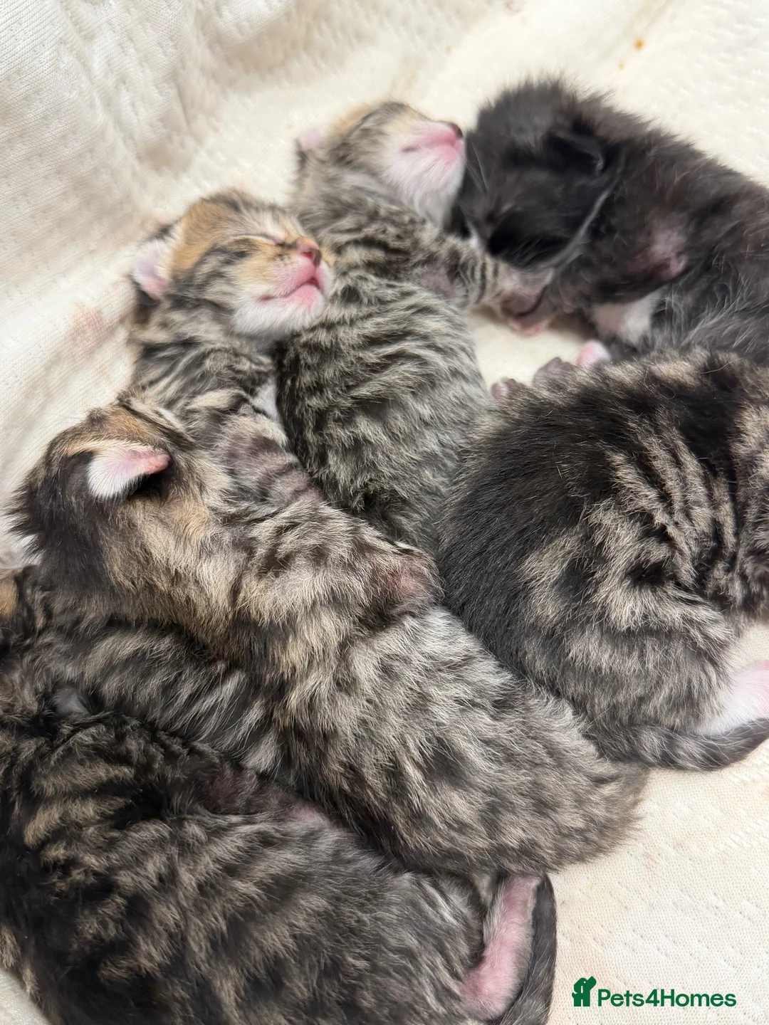 Mixed Breed cats for sale: Kittens - Advert 2